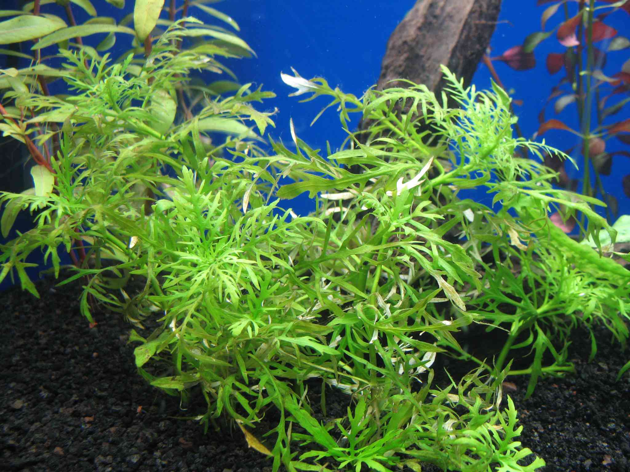 种植水紫藤