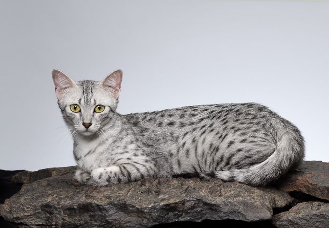 埃及的猫