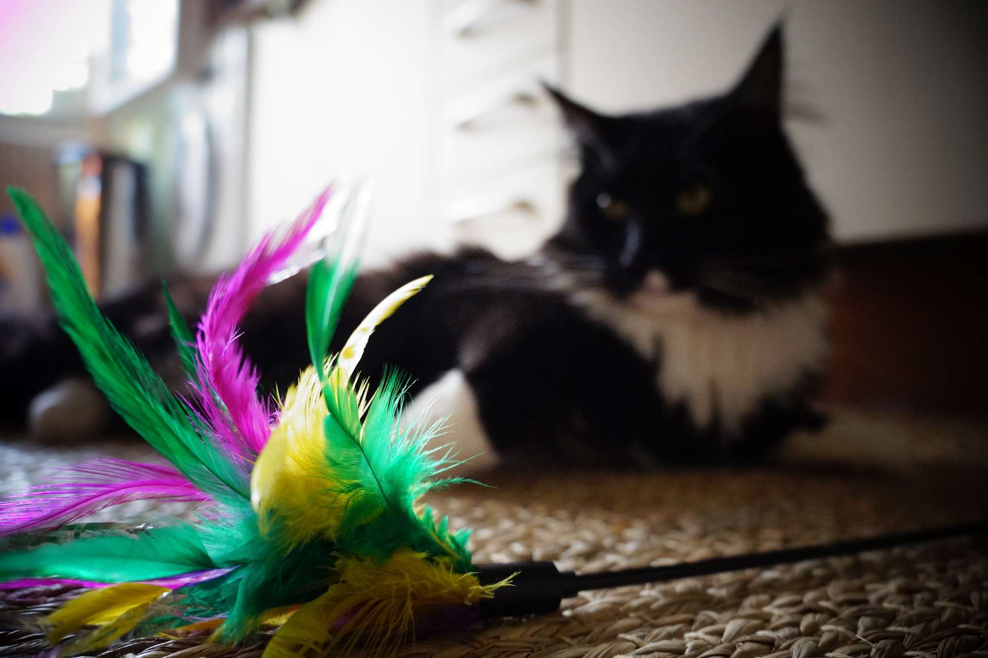 猫玩羽毛玩具
