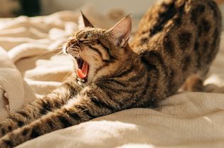 猫在一起