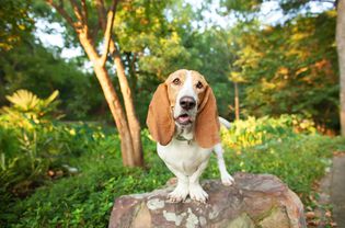 巴吉度猎犬