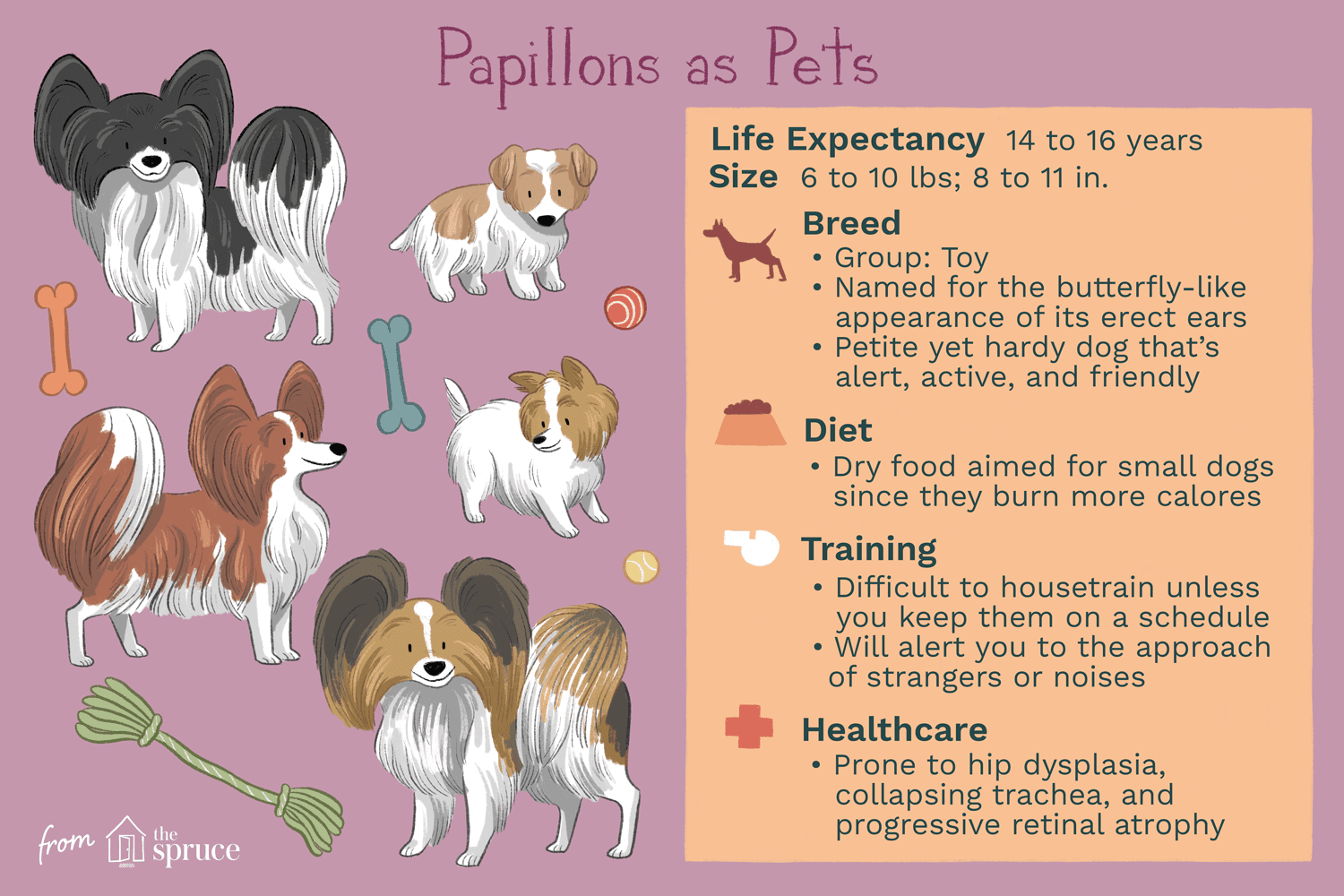 蝴蝶犬作为宠物插图