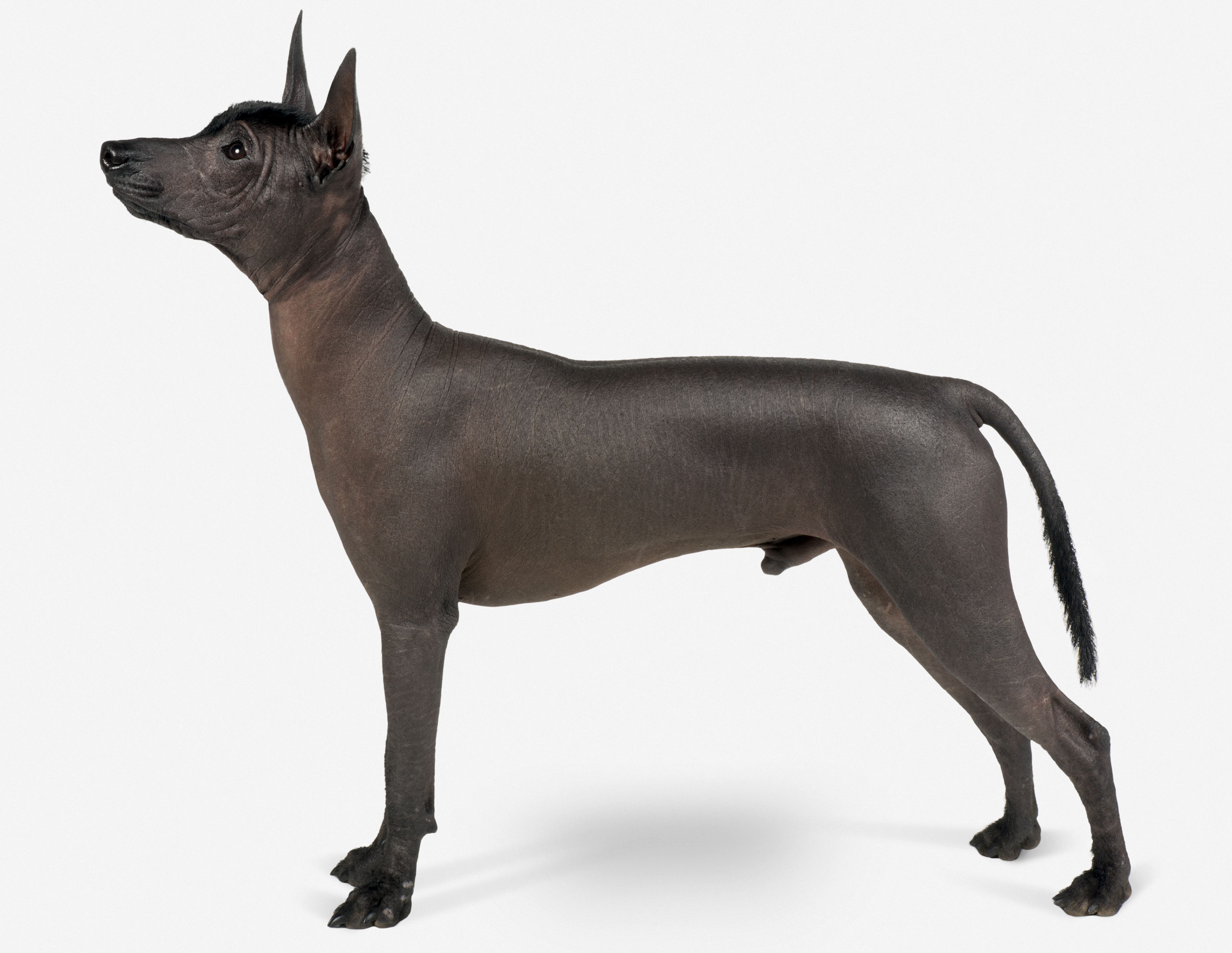 墨西哥无毛犬(Xoloitzcuintli)