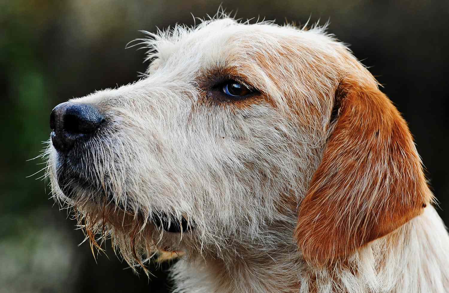 猎狐犬。
