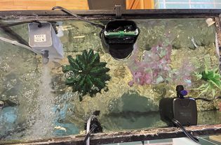 Testing different internal filters in aquarium