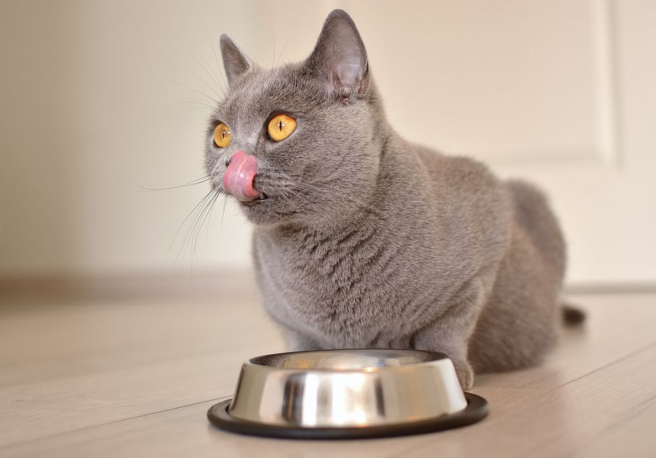 猫舔嘴唇，面前有一个碗
