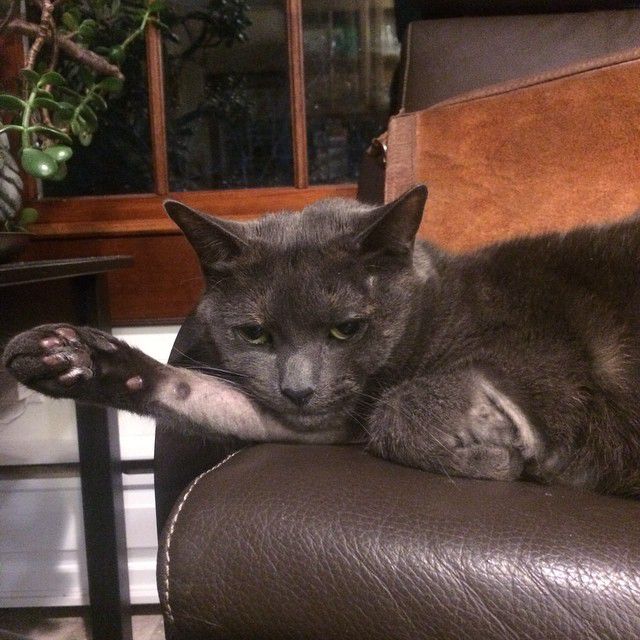 一只灰色的猫躺在皮沙发上。