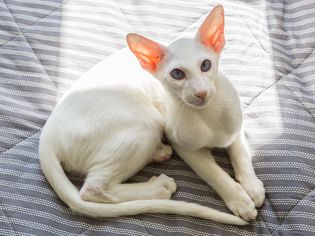 东方短毛猫躺在阳光下的床上
