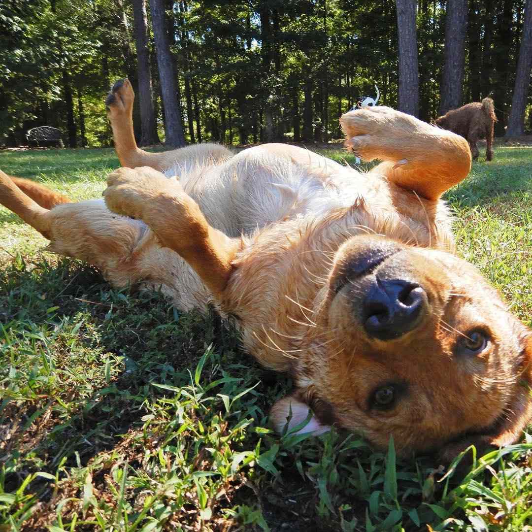 拉布拉多猎犬在草地上打滚