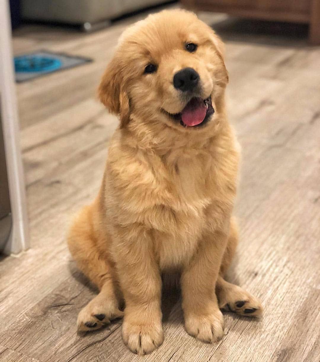 微笑的金毛猎犬