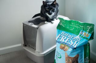 很神奇的新的小猫，