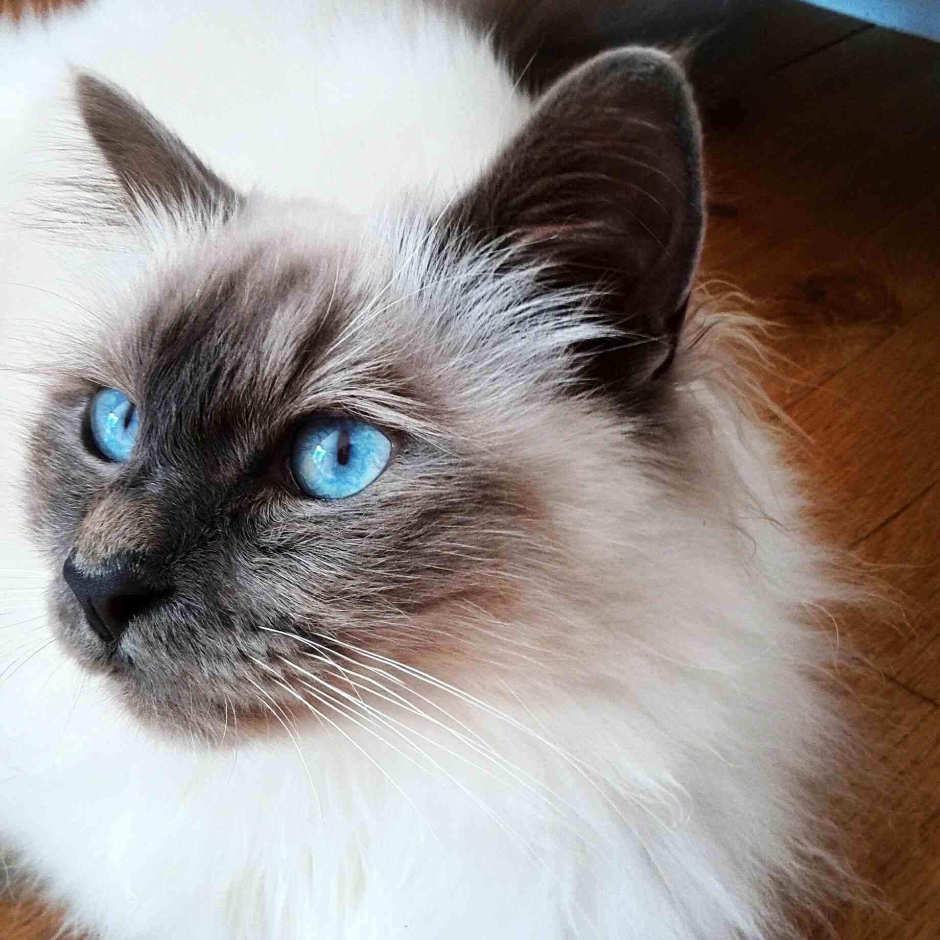 硬木地板上的伯曼猫