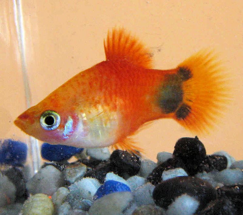 黄斑剑斑-米老鼠Platy
