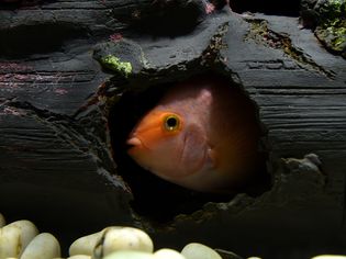 水族馆里游泳
