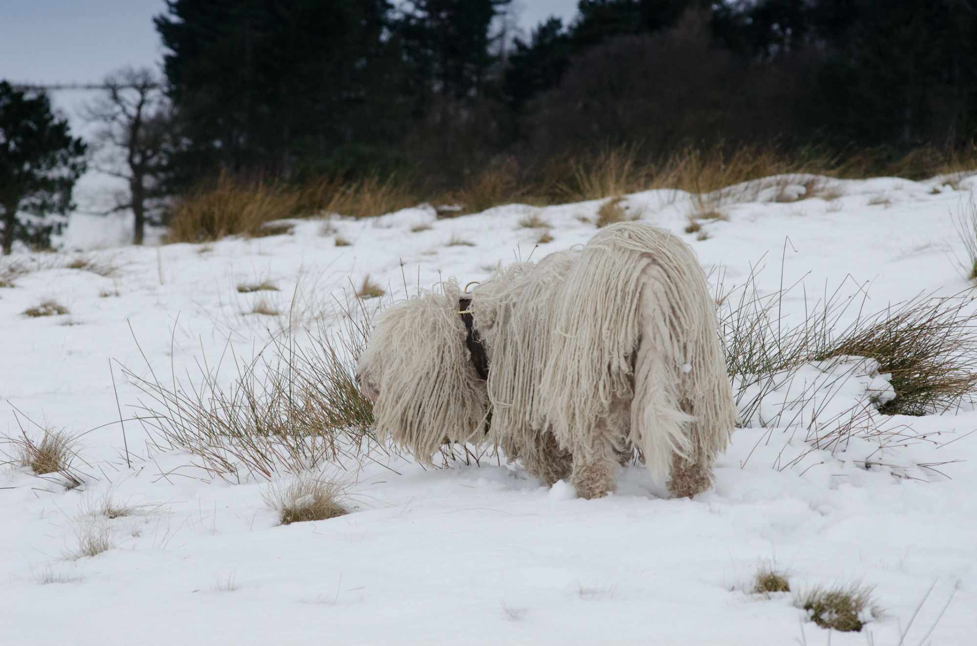 冬天雪地上的匈牙利科蒙多牧羊犬