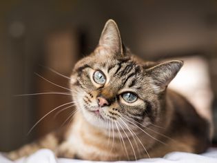 虎斑猫