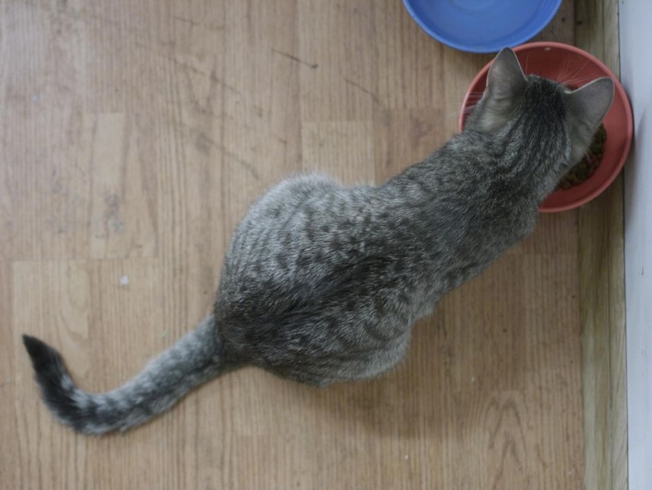 可爱的小花猫