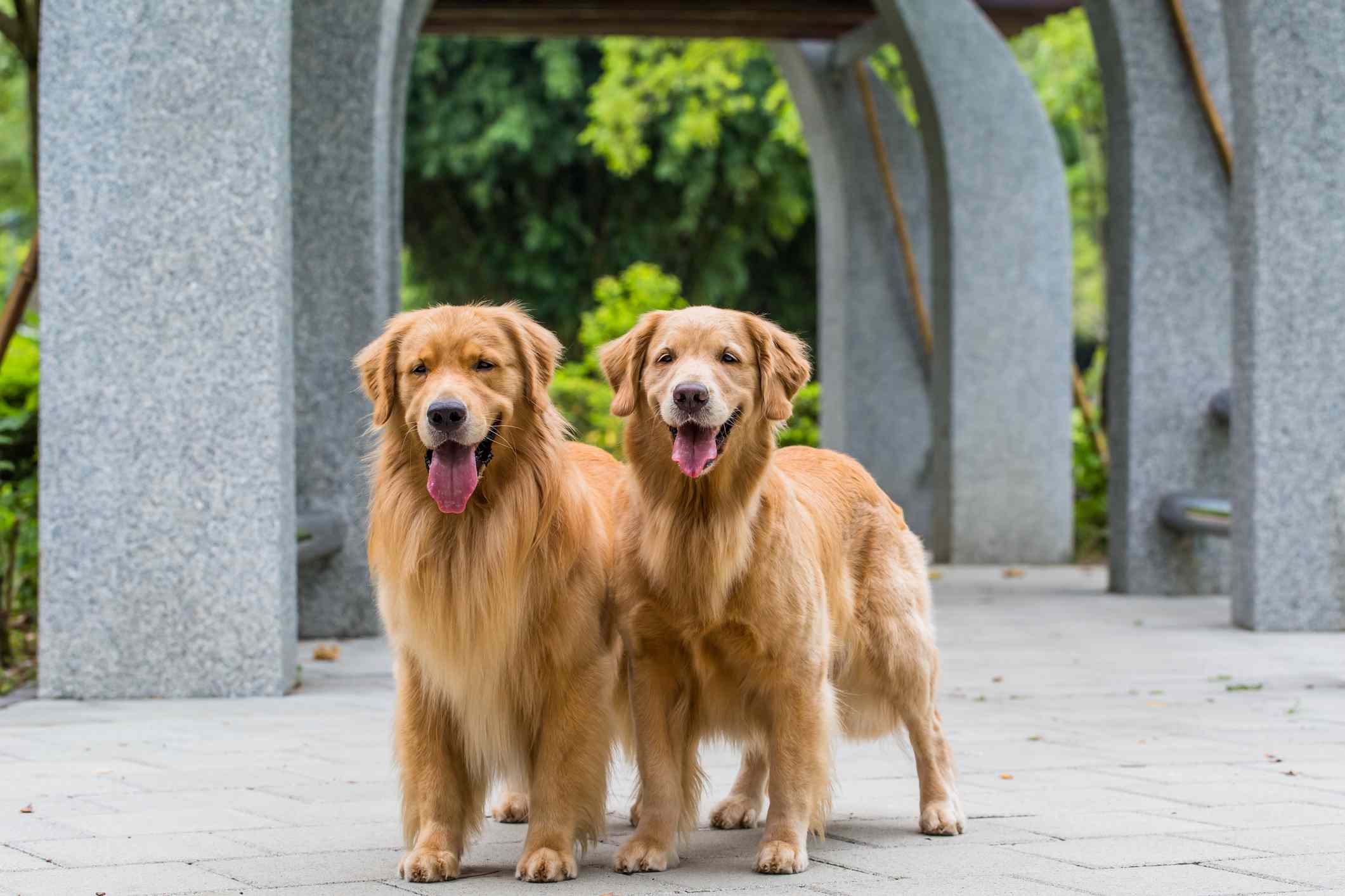 两只金毛猎犬在户外