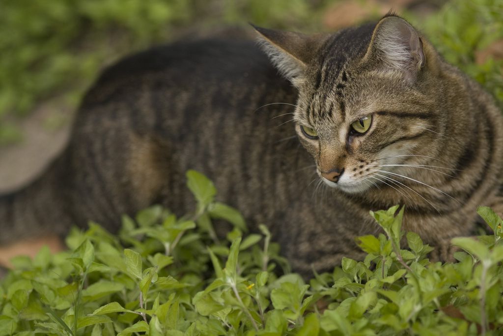 猫的猫