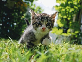 球场上的猫的肖像