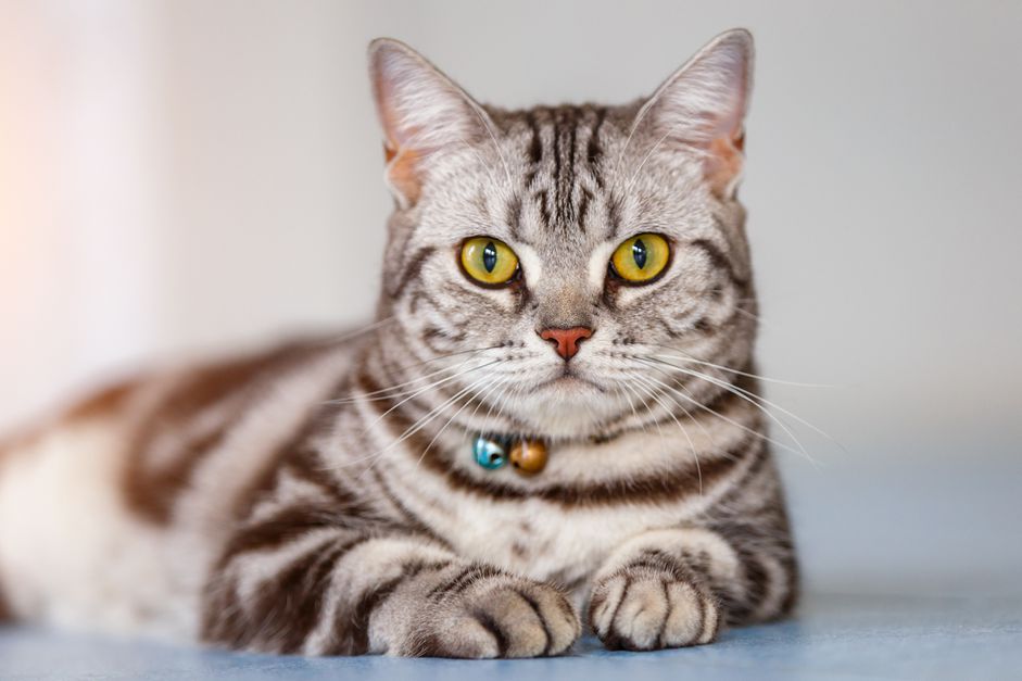 灰色条纹的美国短毛猫，躺下看着镜头。