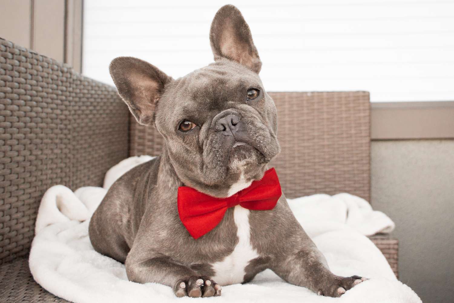 French bulldog with bow tie; fancy dog names