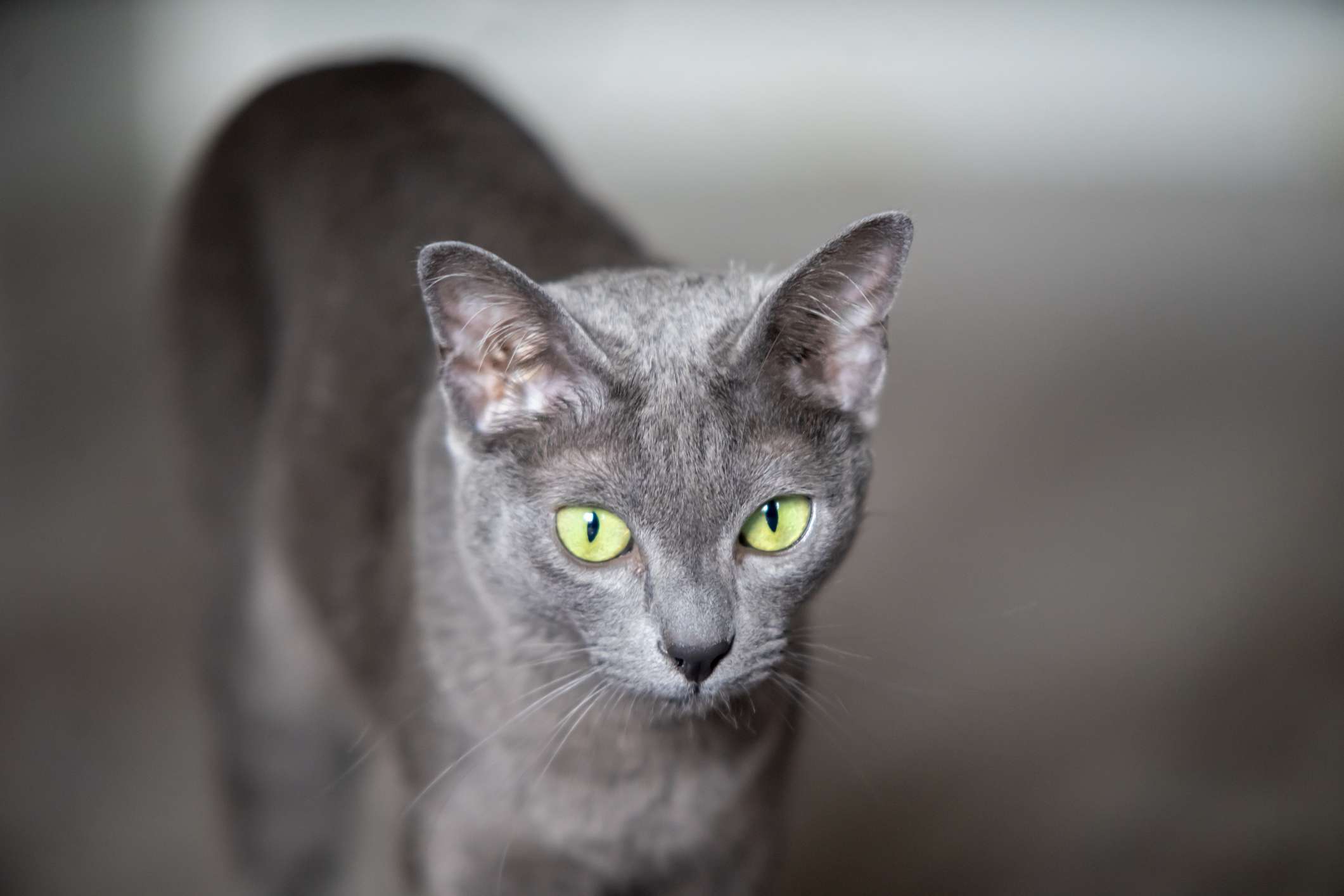 长着蓝色皮毛的克拉特猫