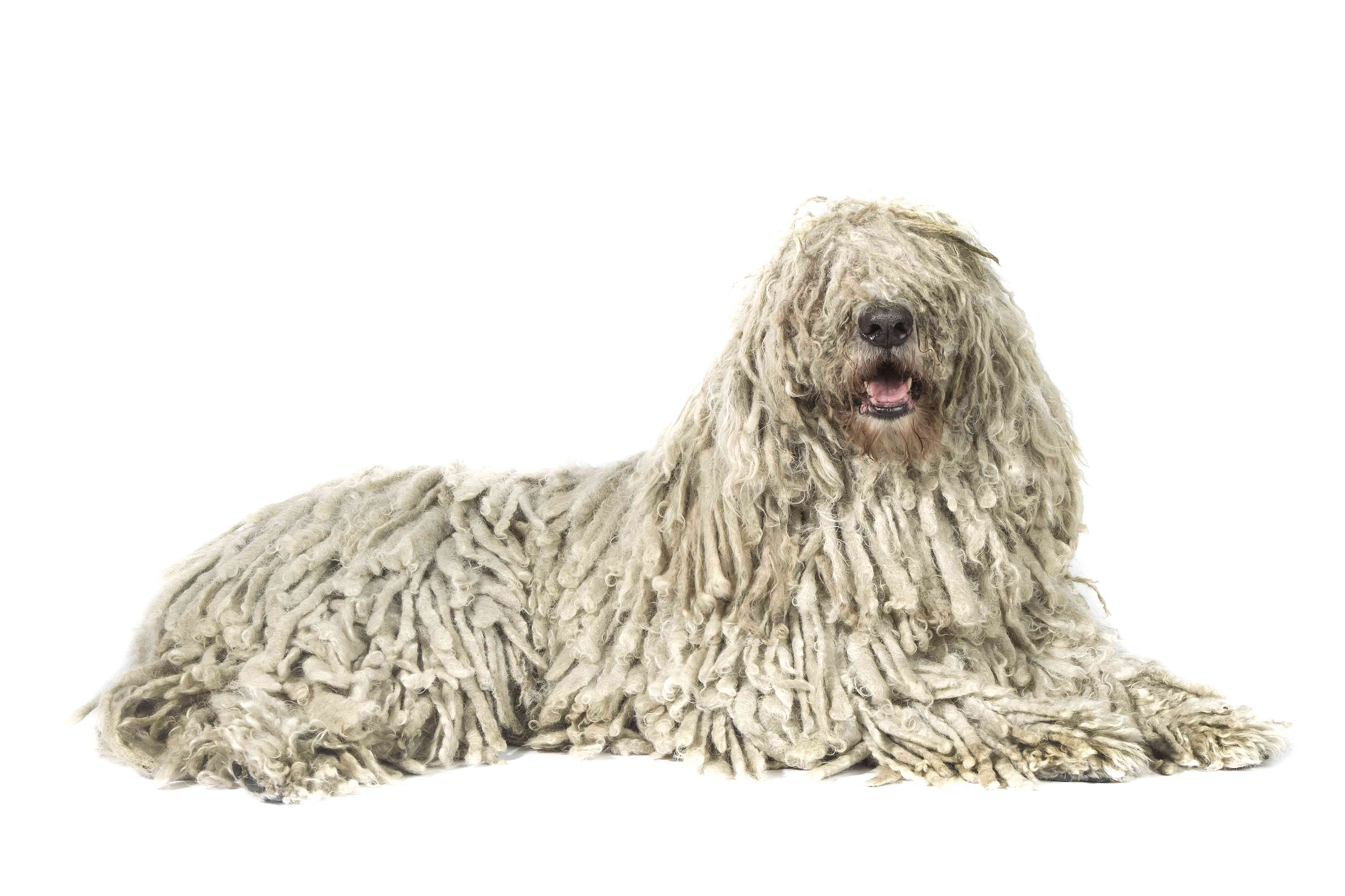 牧羊犬