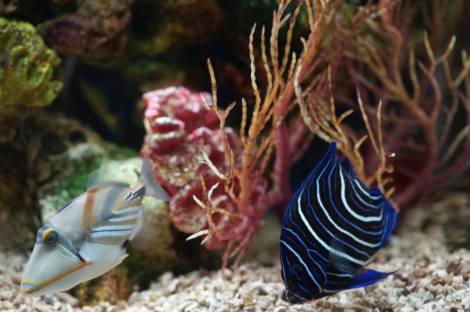 水族馆里的咸水鱼