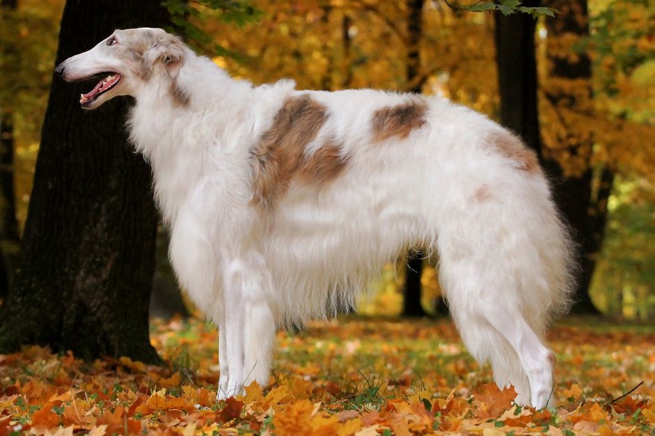 在户外的猎狼犬侧面