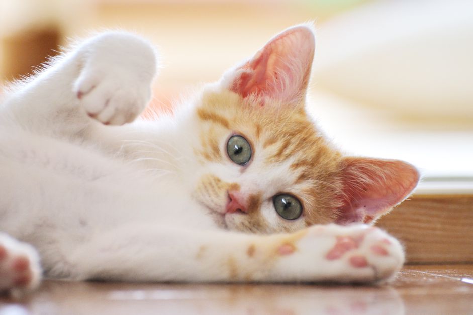 小猫