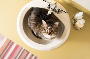 棕色猫和棕色的眼睛在里面呆着