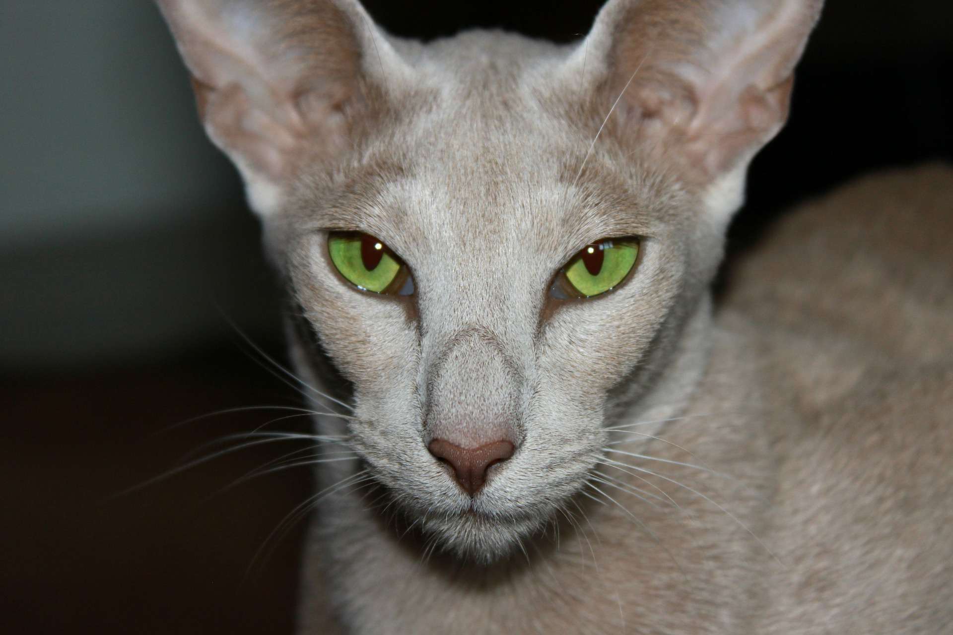 东方短毛猫特写