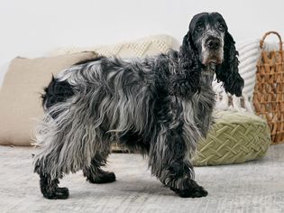 站在室内的英国可卡犬