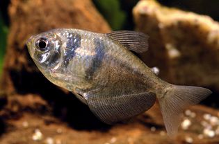 Black widow tetra