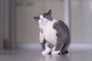 猫皮肤干燥