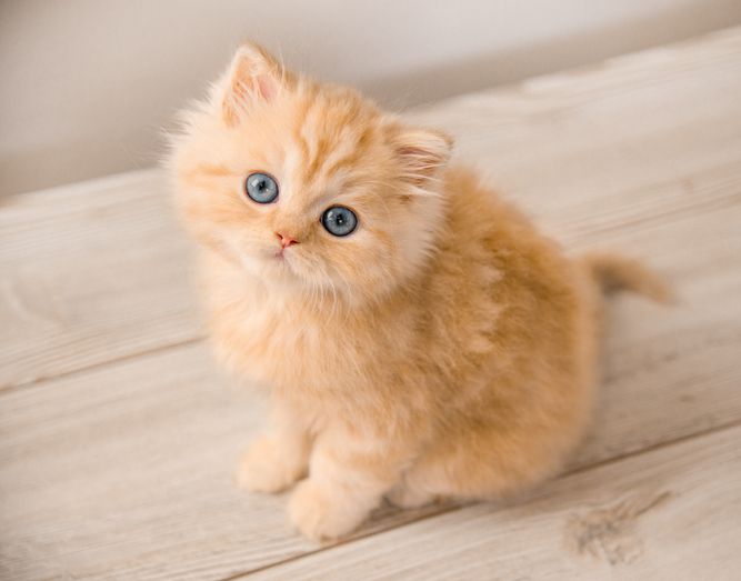 可爱的小猫