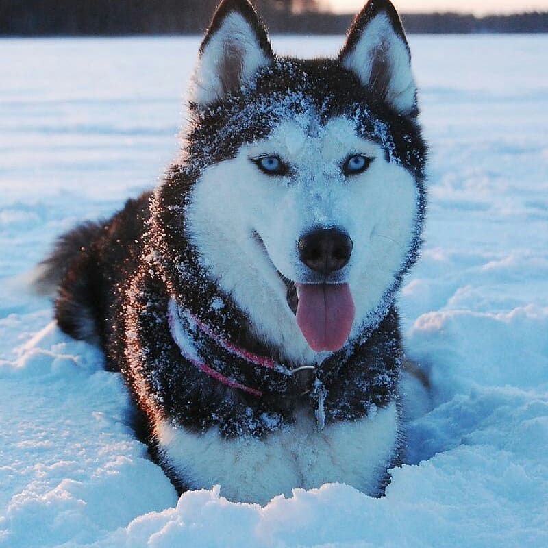 一只成年西伯利亚哈士奇躺在一堆雪中。