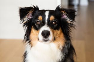 黑色、棕色和白色的长毛澳大利亚牧羊犬坐近