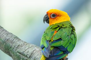 一只栖息在树上的Jenday Conure (Aratinga jandaya)，也被称为jandaya长尾鹦鹉，是一种在巴西东北部发现的小型新热带鸟类。
