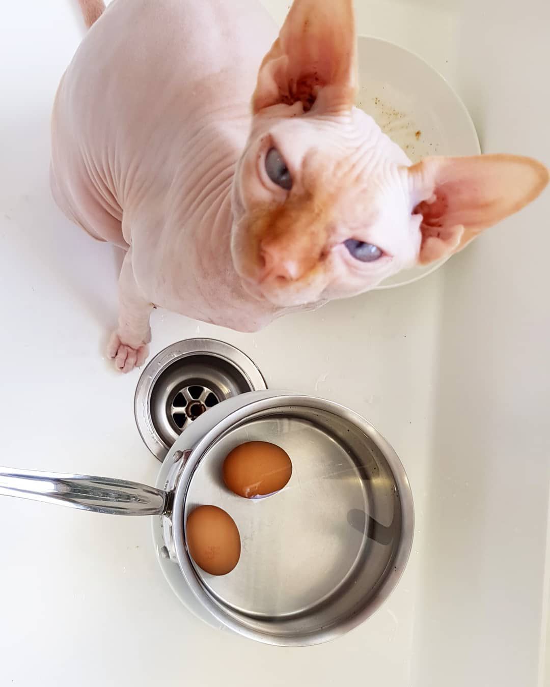 Sphynx猫吃