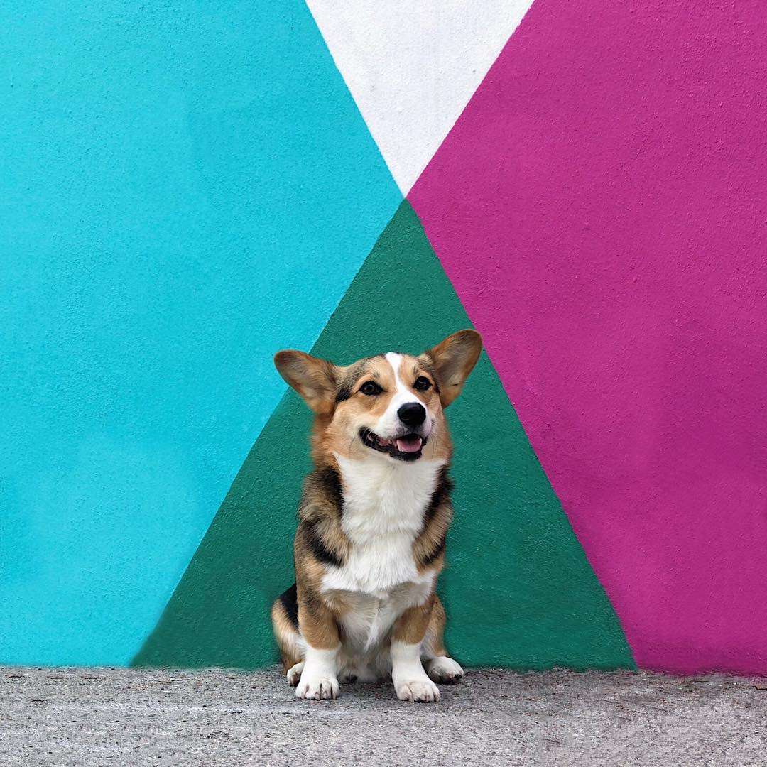 柯基犬巴甫洛夫