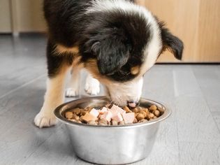 黑色、棕色和白色的小狗吃人的食物与狗粮混合在金属碗里