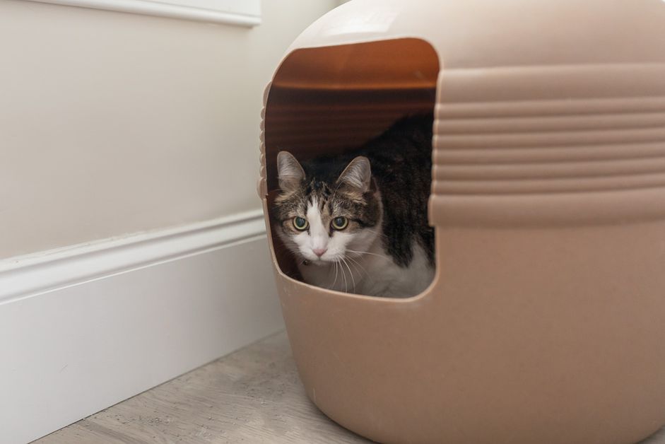 棕色和白色的猫坐在猫砂盒里