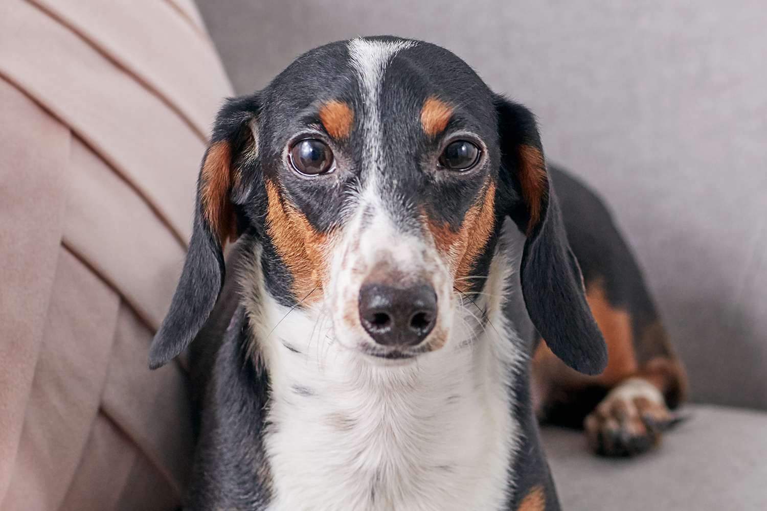 达克斯猎犬的肖像