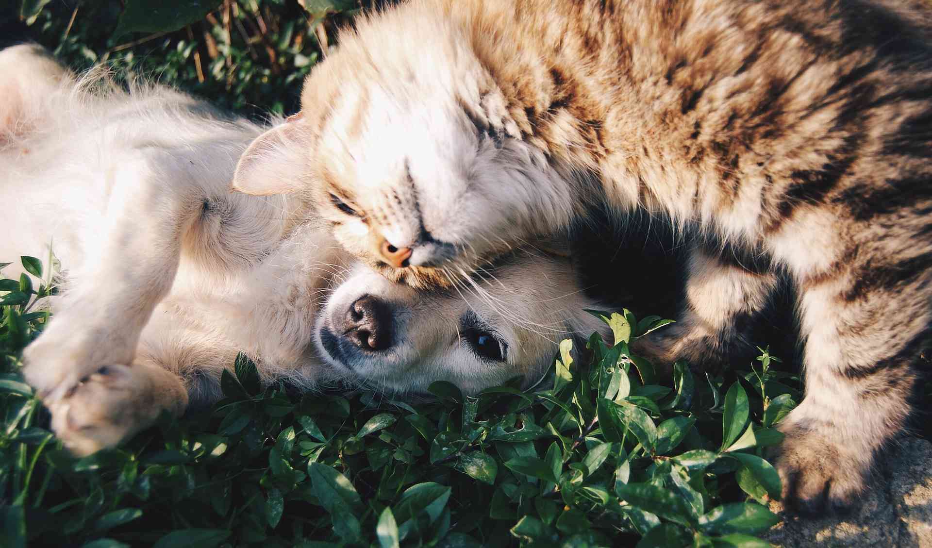 一只小狗和小猫依偎在草地上。