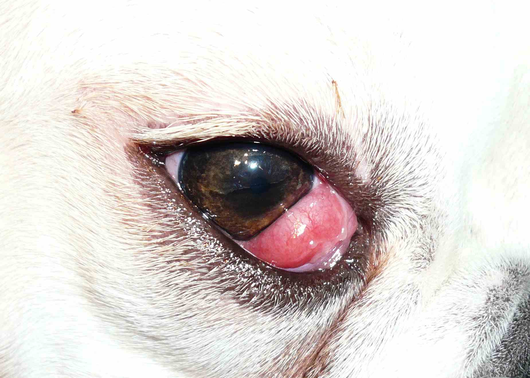 狗的樱桃眼