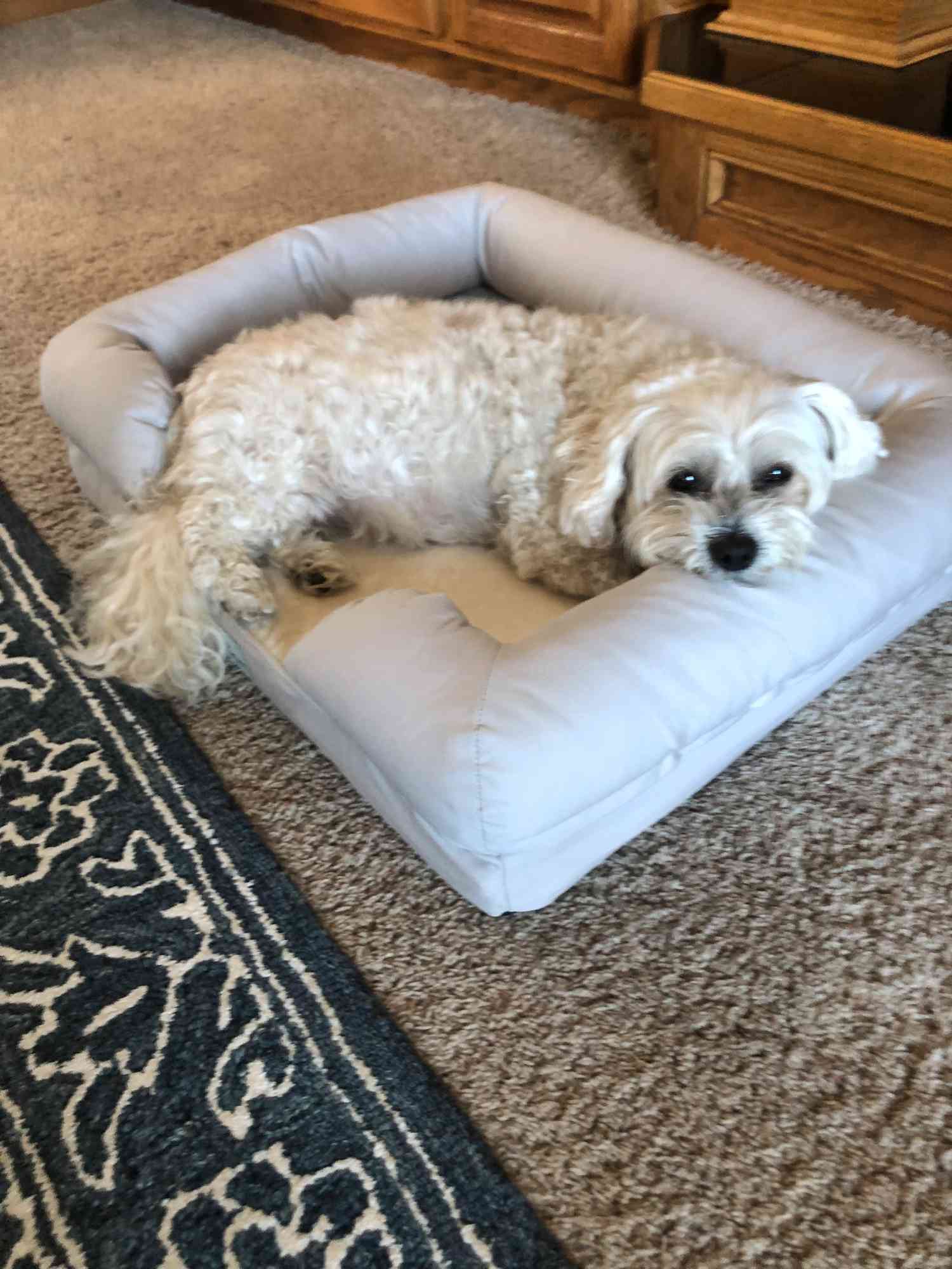 A dog laying down on the Pet Fusion Ultimate Dog Bed