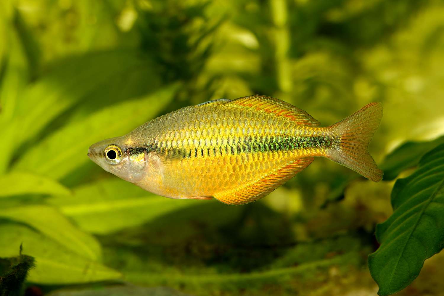 特贝拉湖彩虹鱼