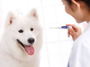 狗狗的正常体温以及如何测量狗狗的体温